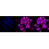 KD-Validated LOXL2 Rabbit mAb (20 μl)