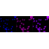 KD-Validated LRP8 Rabbit mAb (20 μl)