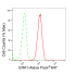 KD-Validated ERK1 Rabbit mAb (20 μl)