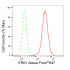 KD-Validated ERK1 Rabbit mAb (20 μl)