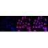KD-Validated ERK1 Rabbit mAb (20 μl)