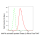 KD-Validated MAPKAPK2 Rabbit mAb (20 μl)