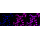 KD-Validated MAPKAPK2 Rabbit mAb (20 μl)