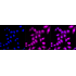 KD-Validated MAPKAPK2 Rabbit mAb (20 μl)