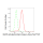 KD-Validated MAPKAPK2 Rabbit mAb (20 μl)