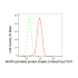 KD-Validated MAPKAPK2 Rabbit mAb (20 μl)