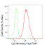 KD-Validated CD146 Rabbit mAb (20 μl)