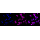 KD-Validated CD146 Rabbit mAb (20 μl)
