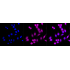 KD-Validated CD146 Rabbit mAb (20 μl)