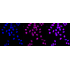 KD-Validated MCM3 Rabbit mAb (20 μl)