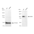 KD-Validated MCM3 Rabbit mAb (20 μl)