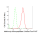 KD-Validated METAP2 Rabbit mAb (20 μl)