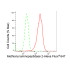 KD-Validated METAP2 Rabbit mAb (20 μl)