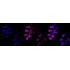 KD-Validated METAP2 Rabbit mAb (20 μl)