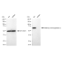 KD-Validated METAP2 Rabbit mAb (20 μl)