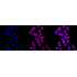 KD-Validated MLKL Rabbit mAb (20 μl)
