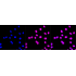 KD-Validated MLKL Rabbit mAb (20 μl)