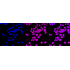 KD-Validated NEK7 Rabbit mAb (20 μl)