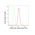 KD-Validated PAFAH1B1 Rabbit mAb (20 μl)
