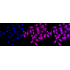 KD-Validated PAFAH1B1 Rabbit mAb (20 μl)