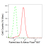 KD-Validated Paired box 6 Rabbit mAb (20 μl)