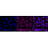 KD-Validated Paired box 6 Rabbit mAb (20 μl)