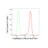 KD-Validated PEPD Rabbit mAb (20 μl)