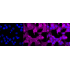 KD-Validated PEPD Rabbit mAb (20 μl)