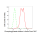 KD-Validated PGK1 Rabbit mAb (20 μl)