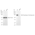 KD-Validated PLAA Rabbit mAb (20 μl)