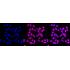 KD-Validated PPM1G Rabbit mAb (20 μl)