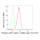 KD-Validated Phospho-AMPKA1 (S496) Rabbit mAb (20 μl)