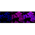 KD-Validated Phospho-AMPKA1 (S496) Rabbit mAb (20 μl)