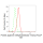 KD-Validated PRMT7 Rabbit mAb (20 μl)
