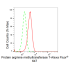 KD-Validated PRMT7 Rabbit mAb (20 μl)