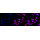 KD-Validated PRMT7 Rabbit mAb (20 μl)