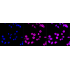 KD-Validated PRMT7 Rabbit mAb (20 μl)