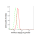 KD-Validated PTPN11 Rabbit mAb (20 μl)