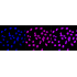 KD-Validated PTPN11 Rabbit mAb (20 μl)