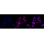 KD-Validated PTPN11 Rabbit mAb (20 μl)