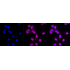 KD-Validated PVR Rabbit mAb (20 μl)