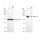 KD-Validated PVR Rabbit mAb (20 μl)