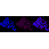 KD-Validated PWP1 Rabbit mAb (20 μl)