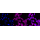 KD-Validated Raf1 Rabbit mAb (20 μl)