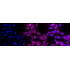 KD-Validated Raf1 Rabbit mAb (20 μl)