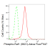 KD-Validated Phospho-Raf1 (S621) Rabbit mAb (20 μl)