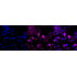 KD-Validated Phospho-Raf1 (S621) Rabbit mAb (20 μl)