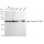 KD-Validated Phospho-Raf1 (S621) Rabbit mAb (20 μl)
