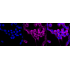 KD-Validated Raf1 Rabbit mAb (20 μl)