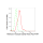 KD-Validated RXRA Rabbit mAb (20 μl)